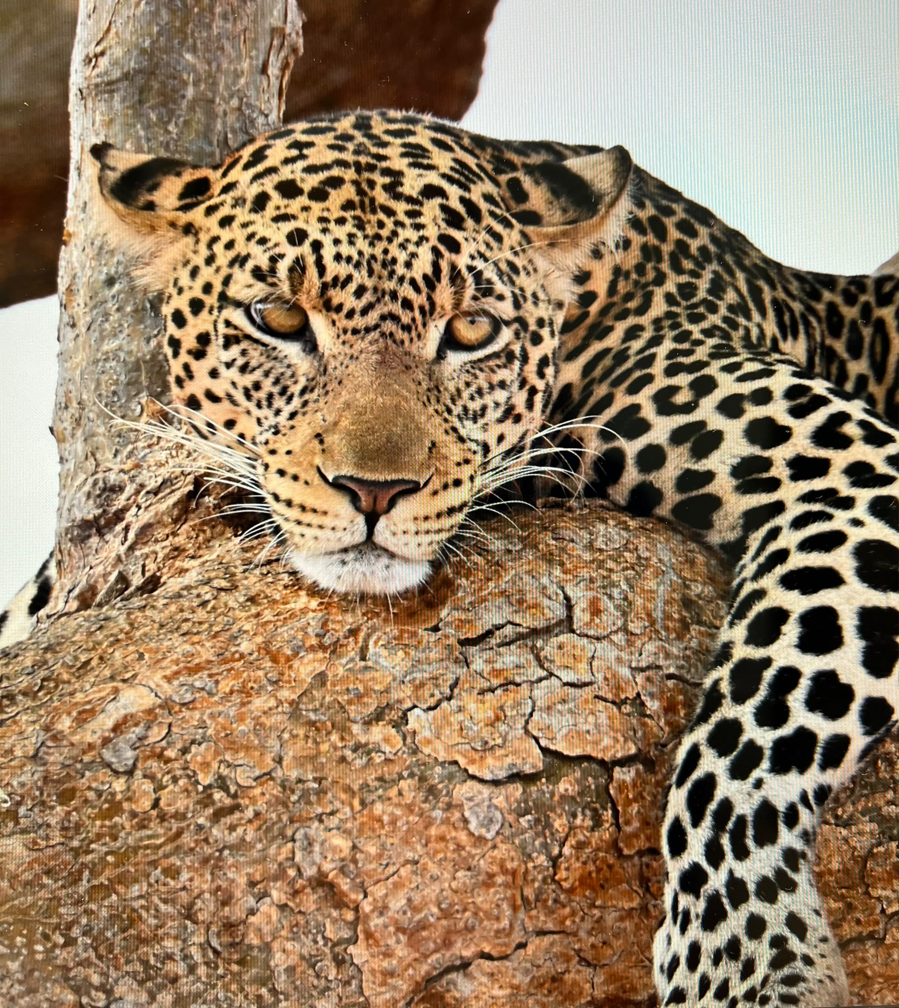 Leopard resting on a tree branch