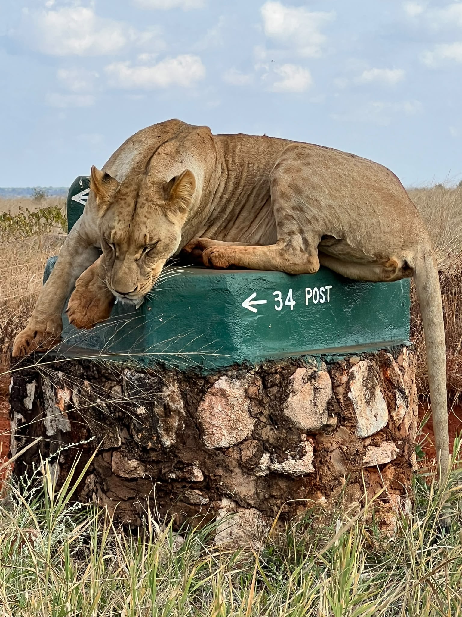 Lion resting on a safari sign