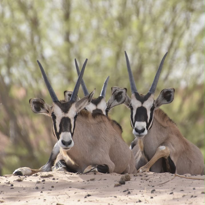 Impala in the wild