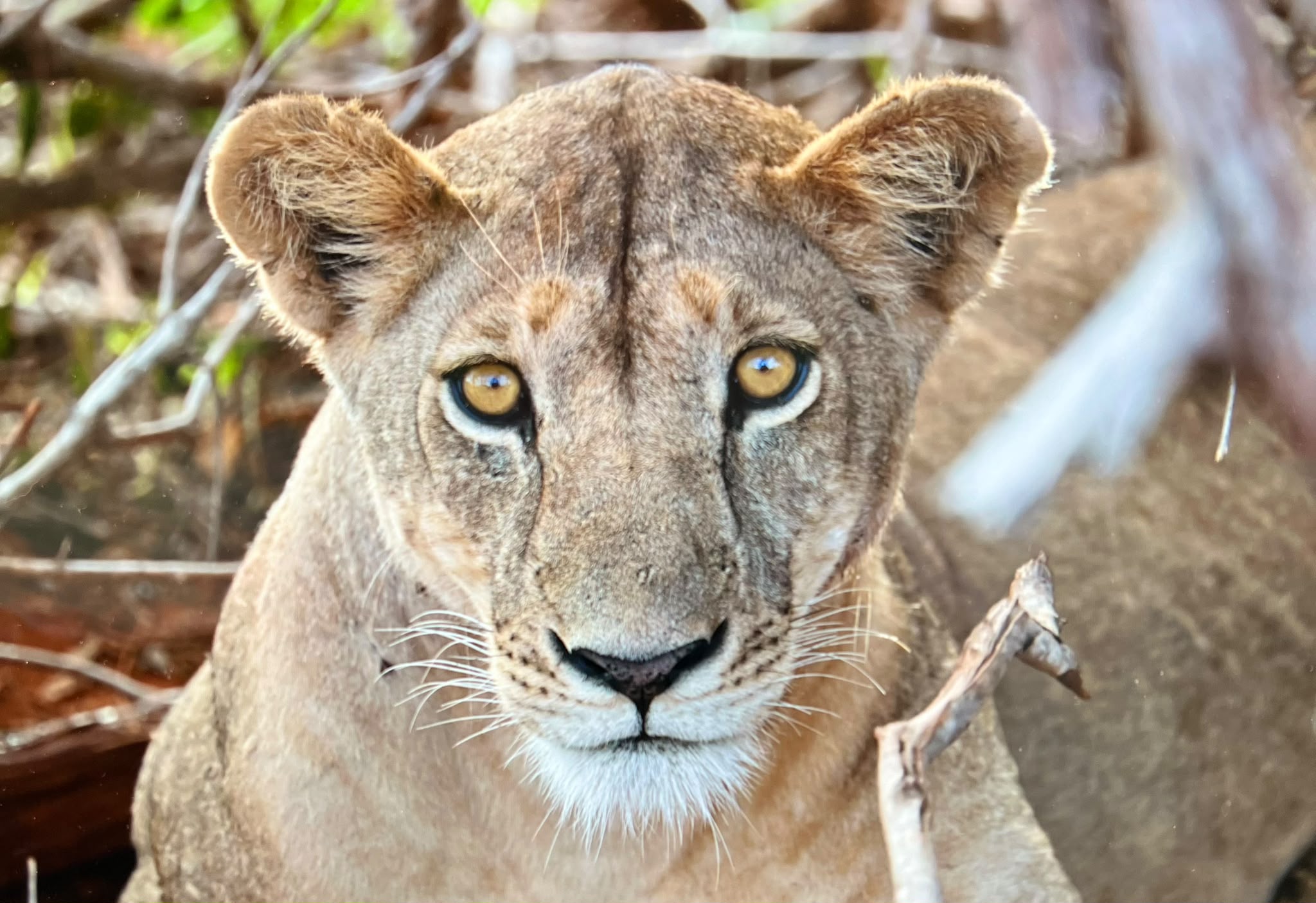 Lion resting in Kenya