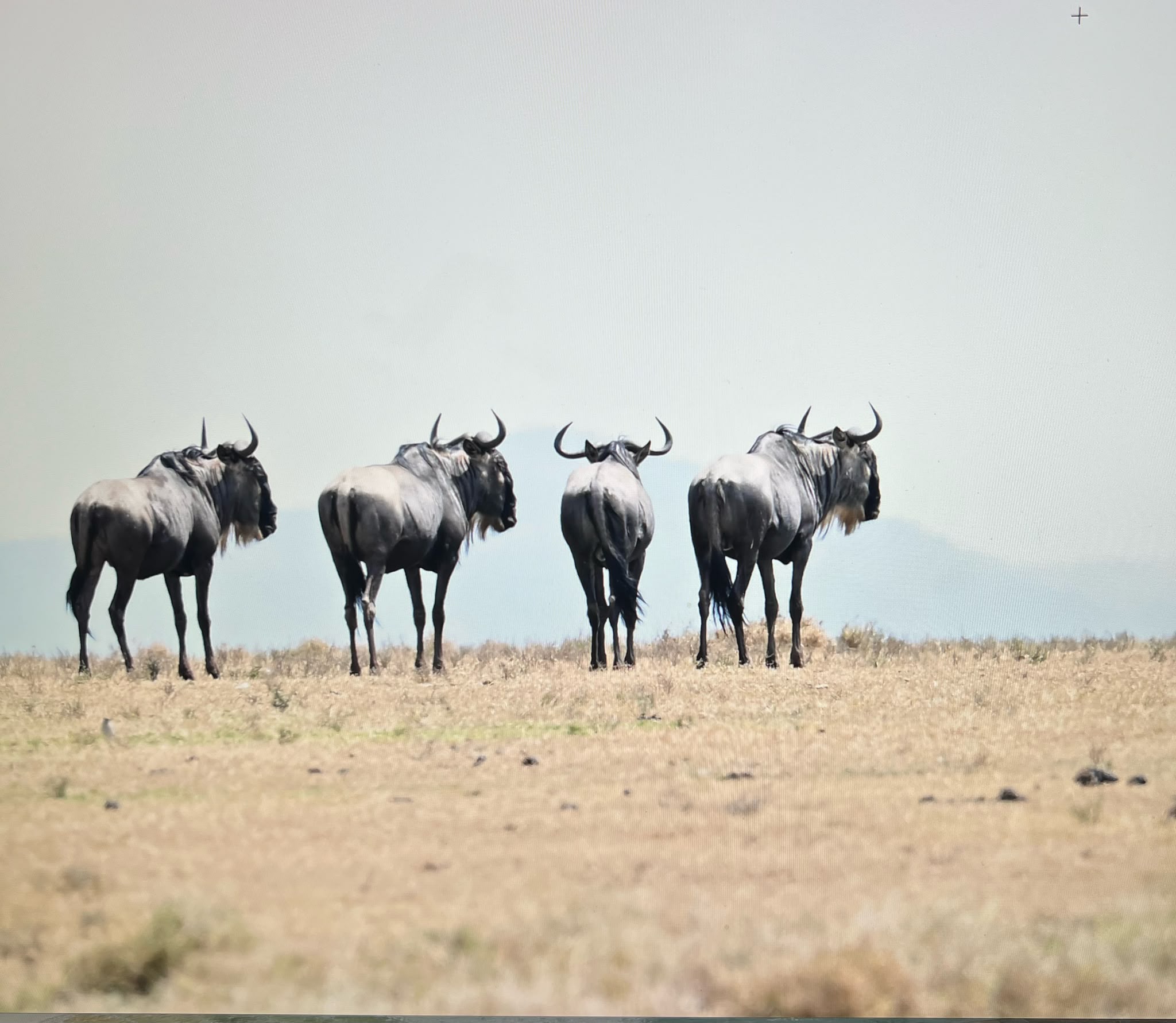 Wildebeest on the plains
