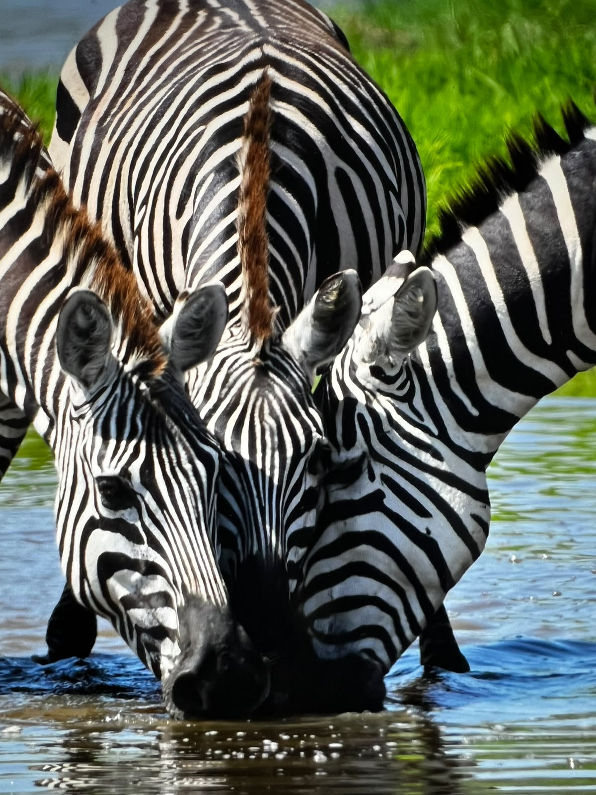 Zebras grazing together