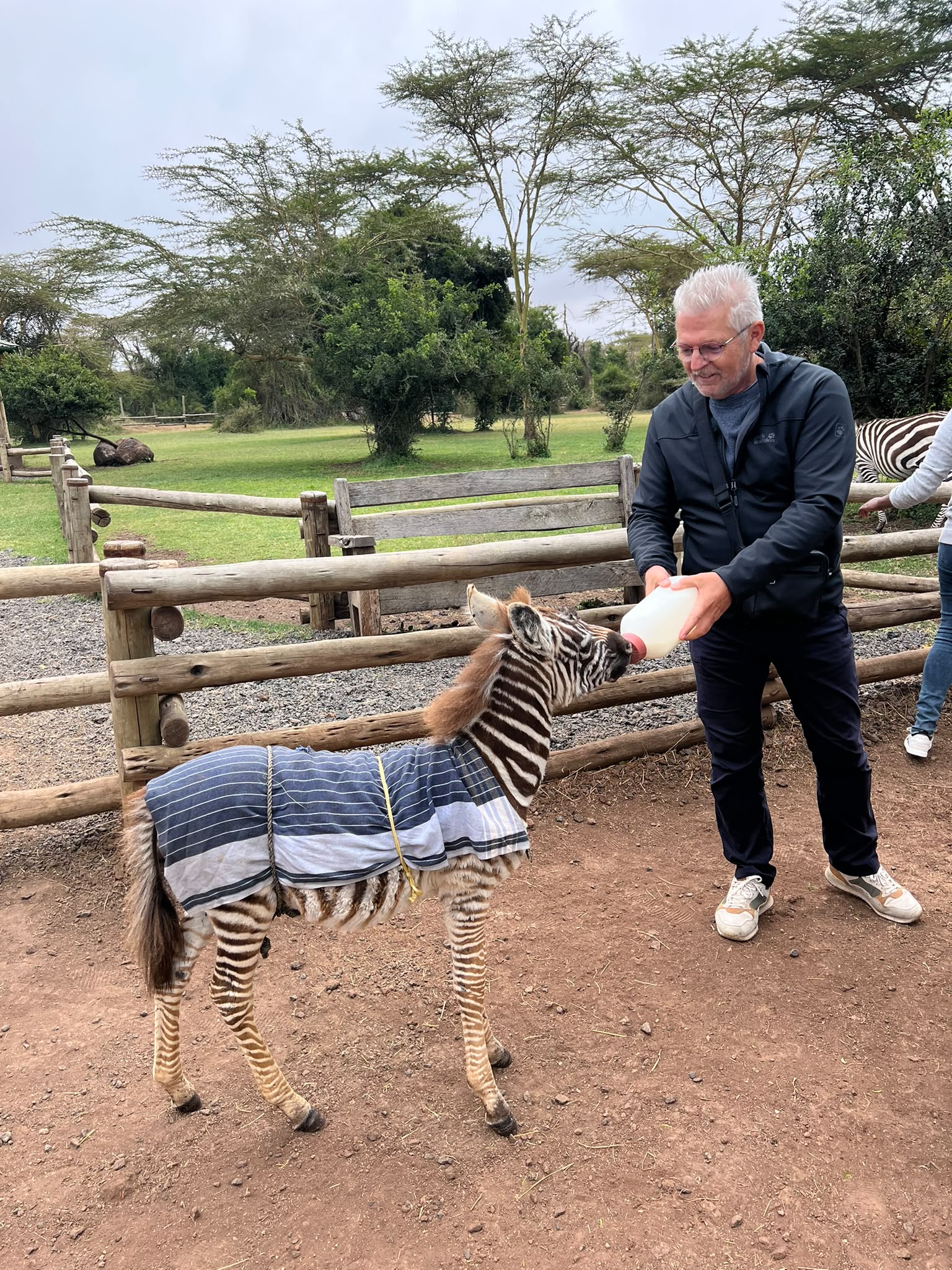 Visitor beside a zebra